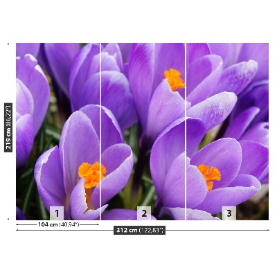 Wallpaper Purple crocuses