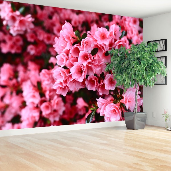 Wallpaper Pink rhododendron