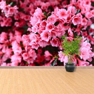 Wallpaper Pink rhododendron