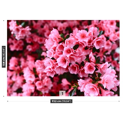 Wallpaper Pink rhododendron