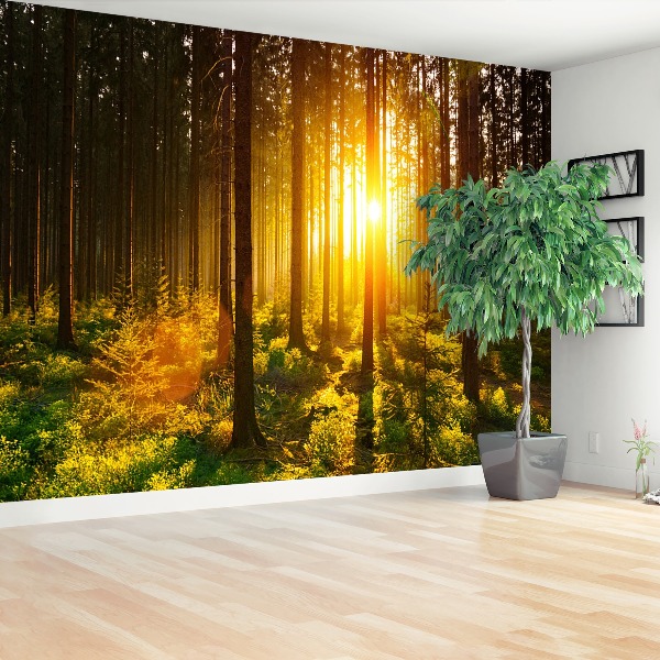 Wallpaper Forest sun