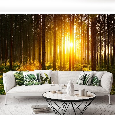 Wallpaper Forest sun