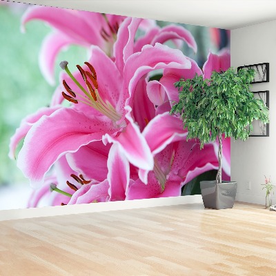 Wallpaper Pink lily