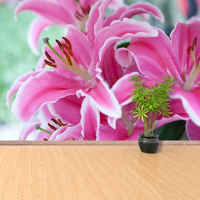 Wallpaper Pink lily