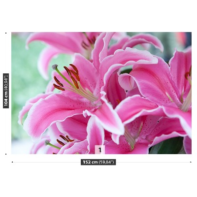 Wallpaper Pink lily