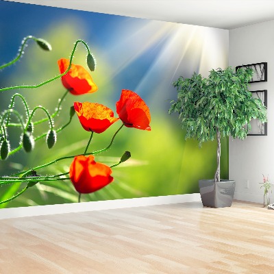 Wallpaper Sun and poppies