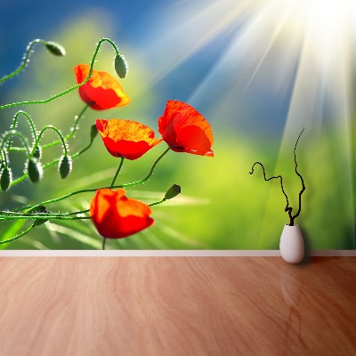 Wallpaper Sun and poppies