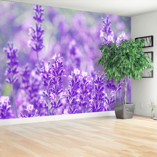 Wallpaper Purple lavender