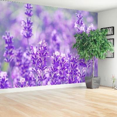 Wallpaper Purple lavender