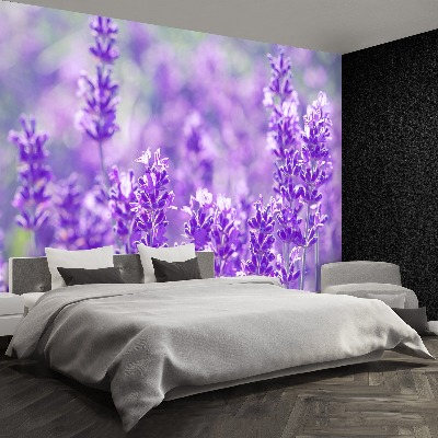 Wallpaper Purple lavender