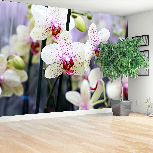 Wallpaper Orchid flowers