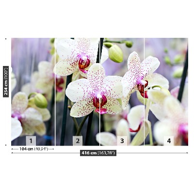 Wallpaper Orchid flowers