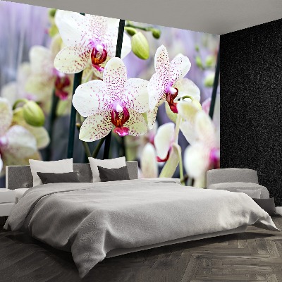 Wallpaper Orchid flowers