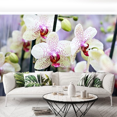 Wallpaper Orchid flowers