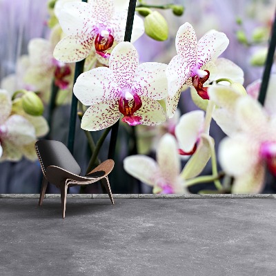 Wallpaper Orchid flowers