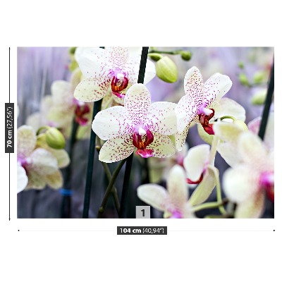 Wallpaper Orchid flowers