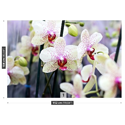 Wallpaper Orchid flowers