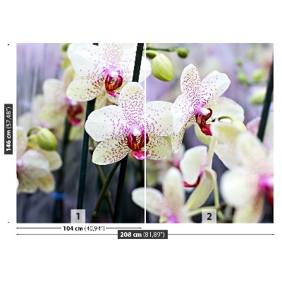 Wallpaper Orchid flowers