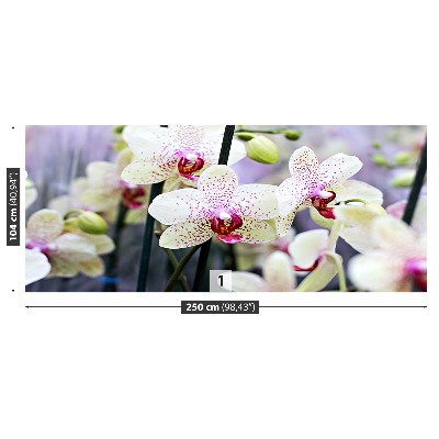 Wallpaper Orchid flowers