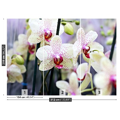 Wallpaper Orchid flowers