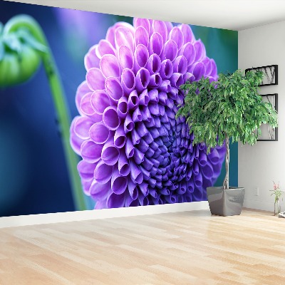 Wallpaper Purple dahlia