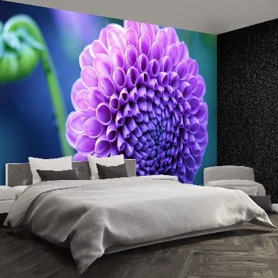 Wallpaper Purple dahlia