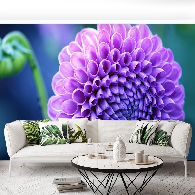 Wallpaper Purple dahlia