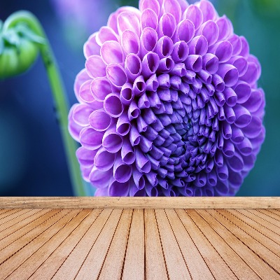 Wallpaper Purple dahlia