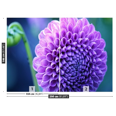 Wallpaper Purple dahlia