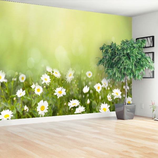 Wallpaper Daisies