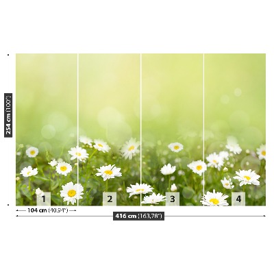 Wallpaper Daisies