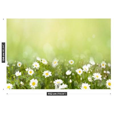 Wallpaper Daisies