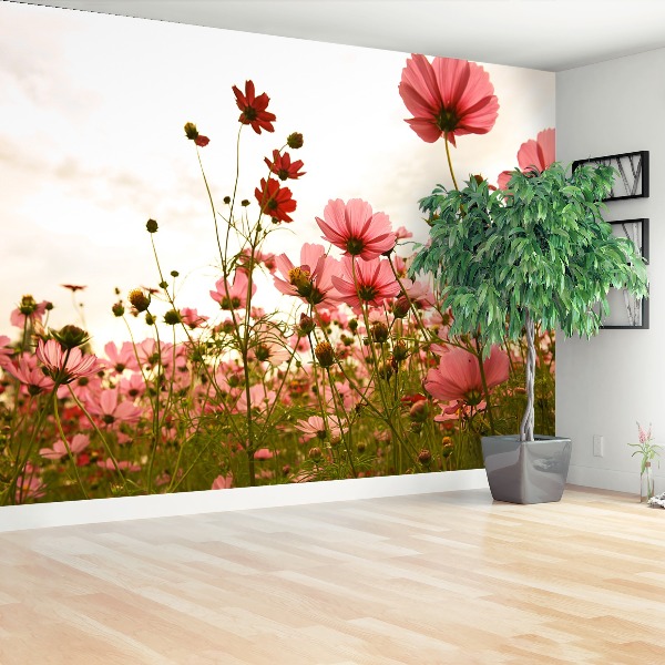 Wallpaper Cosmos flowers