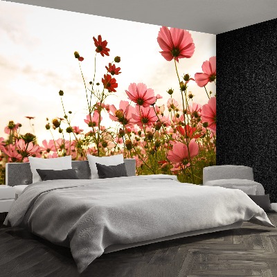 Wallpaper Cosmos flowers