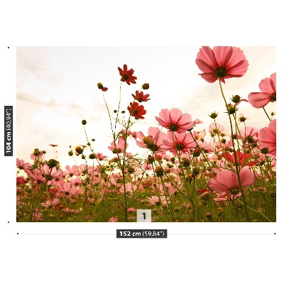 Wallpaper Cosmos flowers