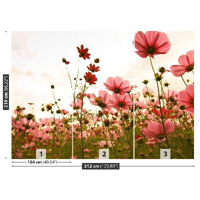 Wallpaper Cosmos flowers