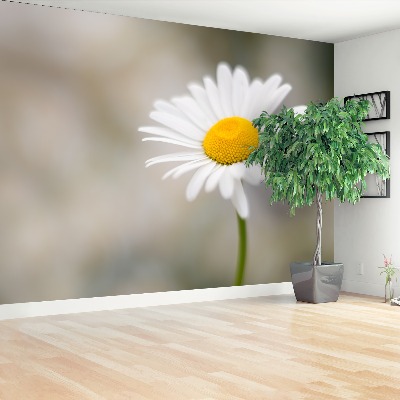 Wallpaper White chamomile