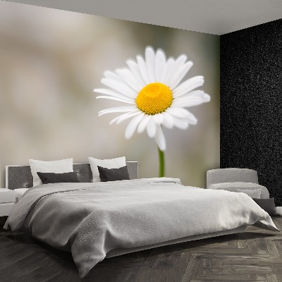 Wallpaper White chamomile