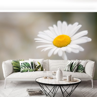 Wallpaper White chamomile