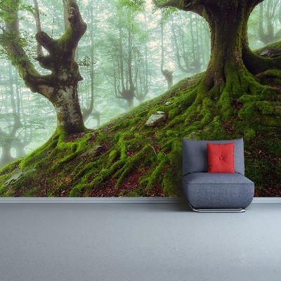 Wallpaper Beech forest