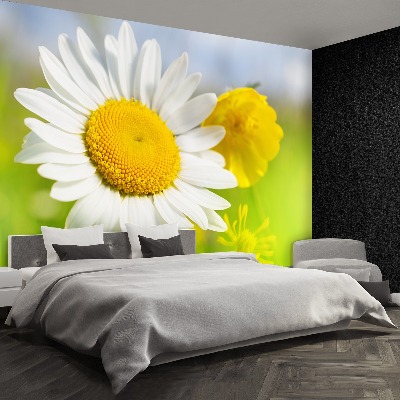 Wallpaper Chamomile flowers