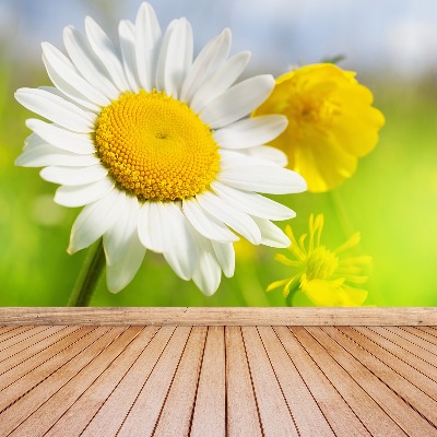 Wallpaper Chamomile flowers