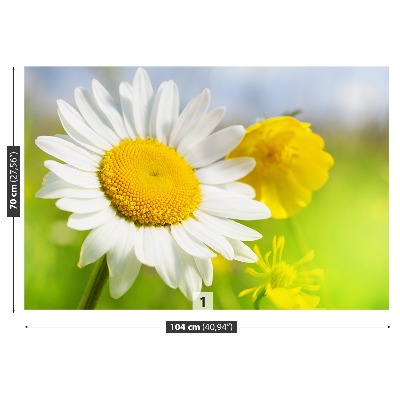 Wallpaper Chamomile flowers