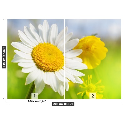 Wallpaper Chamomile flowers