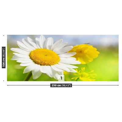 Wallpaper Chamomile flowers