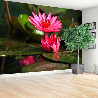 Wallpaper Lotos pond