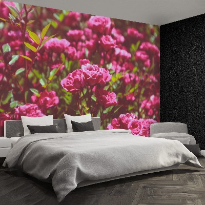 Wallpaper Pink roses