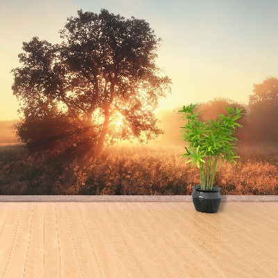 Wallpaper Sun tree