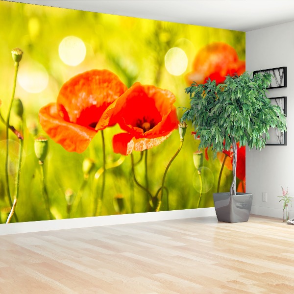 Wallpaper Poppies meadow