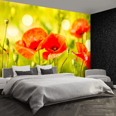 Wallpaper Poppies meadow